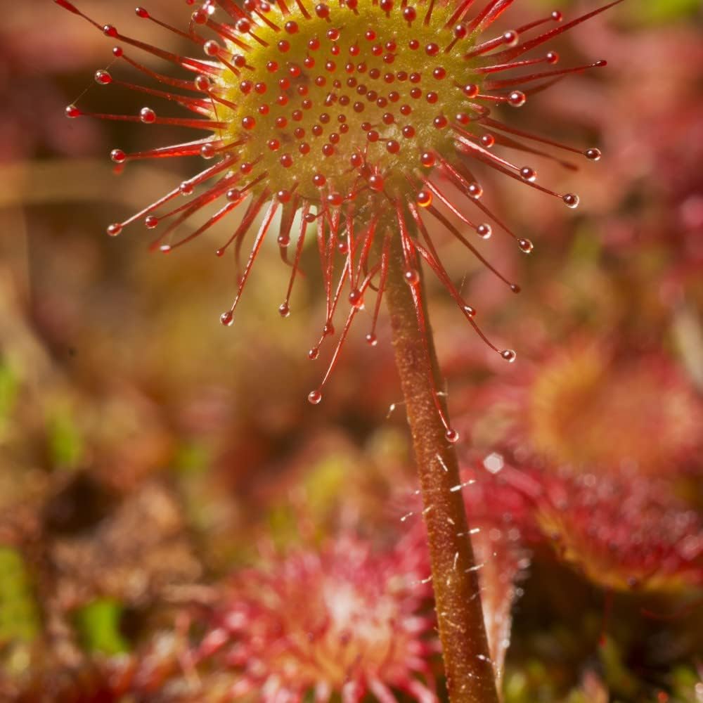 Drosera Paradoxa Carniverous House Plant Easy to Grow Your Own 1x 9cm Potted Plant by Thompson and Morgan