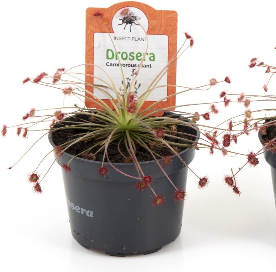 Drosera Paradoxa Carniverous House Plant Easy to Grow Your Own 1x 9cm Potted Plant by Thompson and Morgan