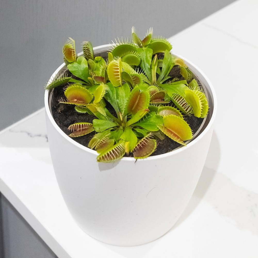 YouGarden Venus Fly Trap, 'Dionaea muscipula' Jumbo Plant in 12cm Pot, Easy to Care Exotic Indoor Plant for The Home and Office, Carnivorous
