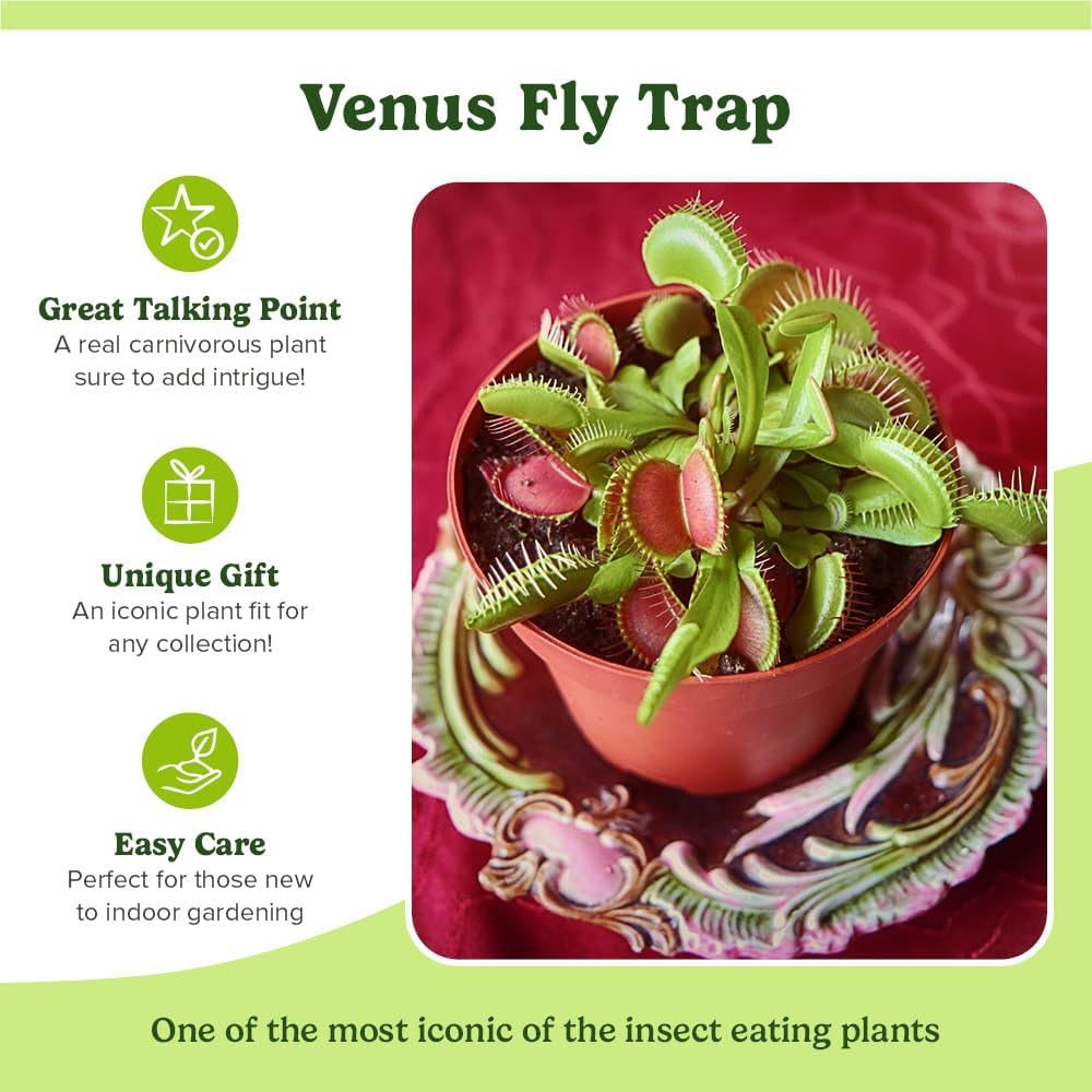 YouGarden Venus Fly Trap, 'Dionaea muscipula' Jumbo Plant in 12cm Pot, Easy to Care Exotic Indoor Plant for The Home and Office, Carnivorous