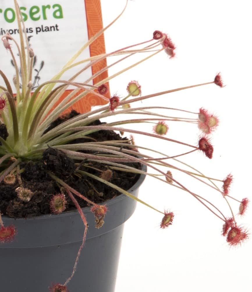 Drosera Paradoxa Carniverous House Plant Easy to Grow Your Own 1x 9cm Potted Plant by Thompson and Morgan
