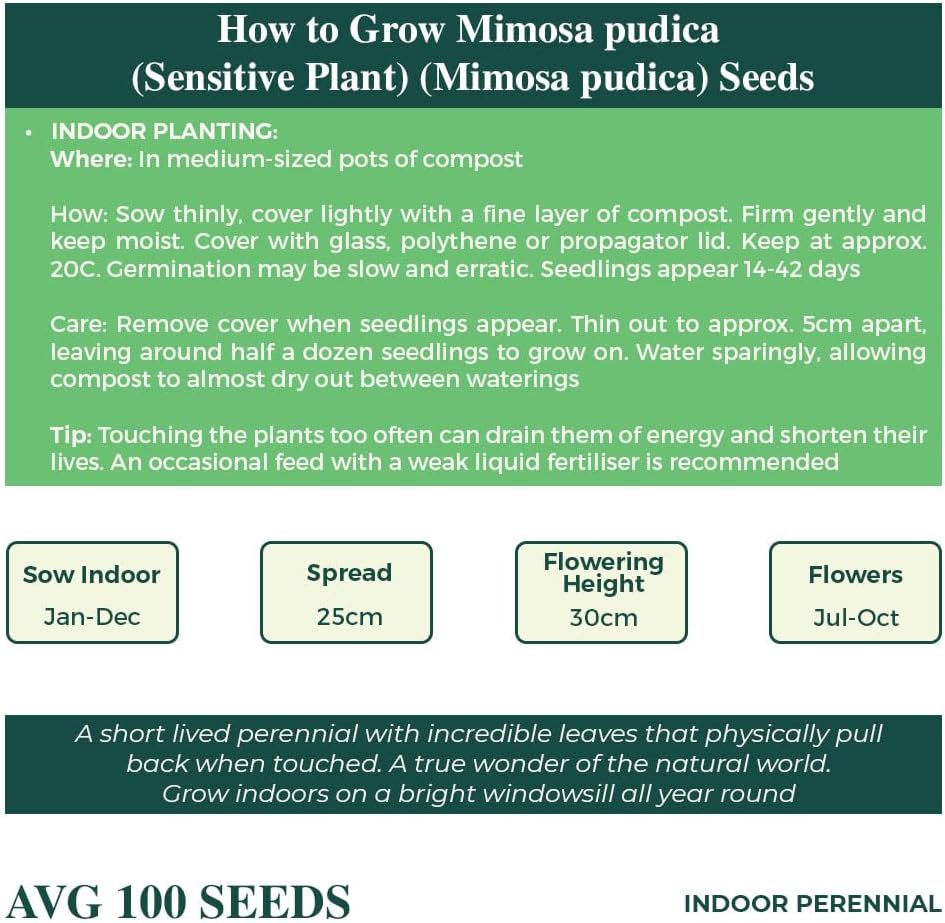 Mimosa Pudica Seeds – RHS Award of Garden Merit – The Astonishing Sensitive Plant – Indoor Perennial – for Your Beautiful Garden
