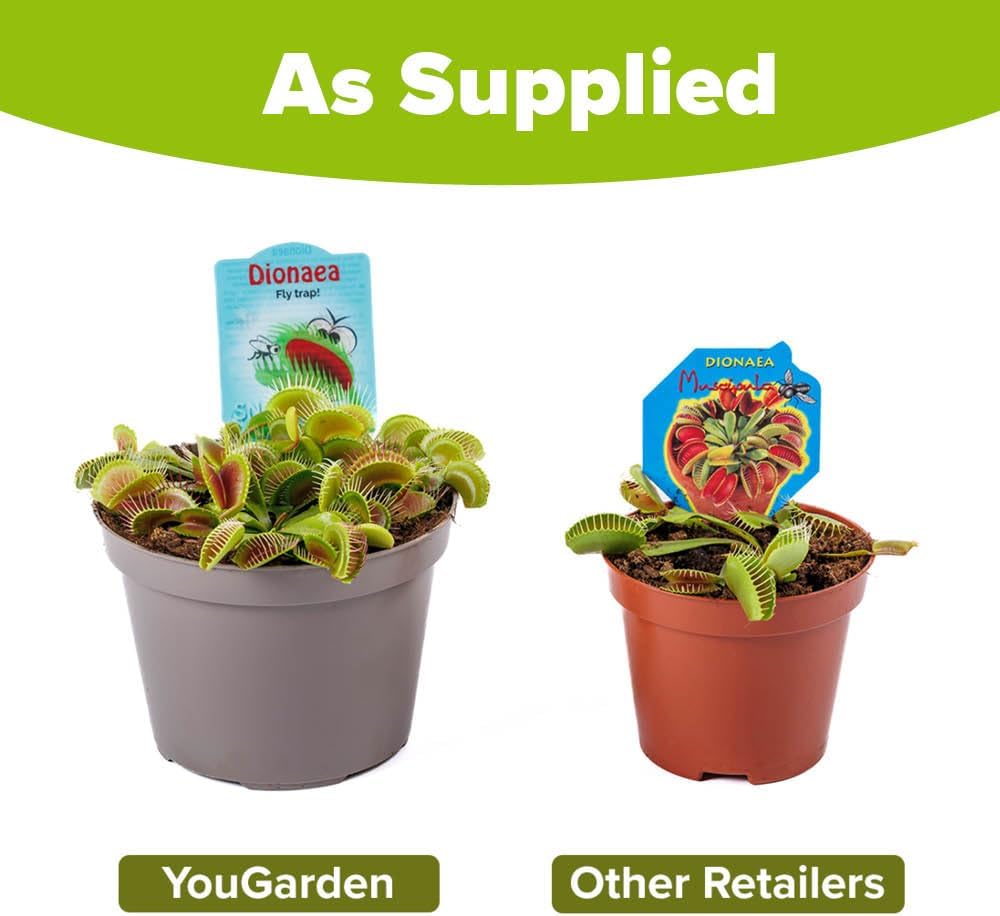 YouGarden Venus Fly Trap, 'Dionaea muscipula' Jumbo Plant in 12cm Pot, Easy to Care Exotic Indoor Plant for The Home and Office, Carnivorous
