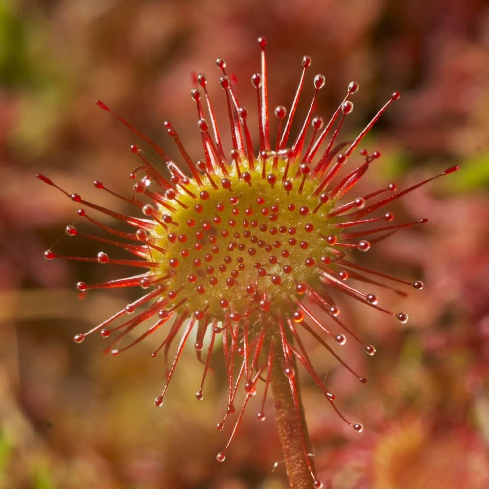 Drosera Paradoxa Carniverous House Plant Easy to Grow Your Own 1x 9cm Potted Plant by Thompson and Morgan