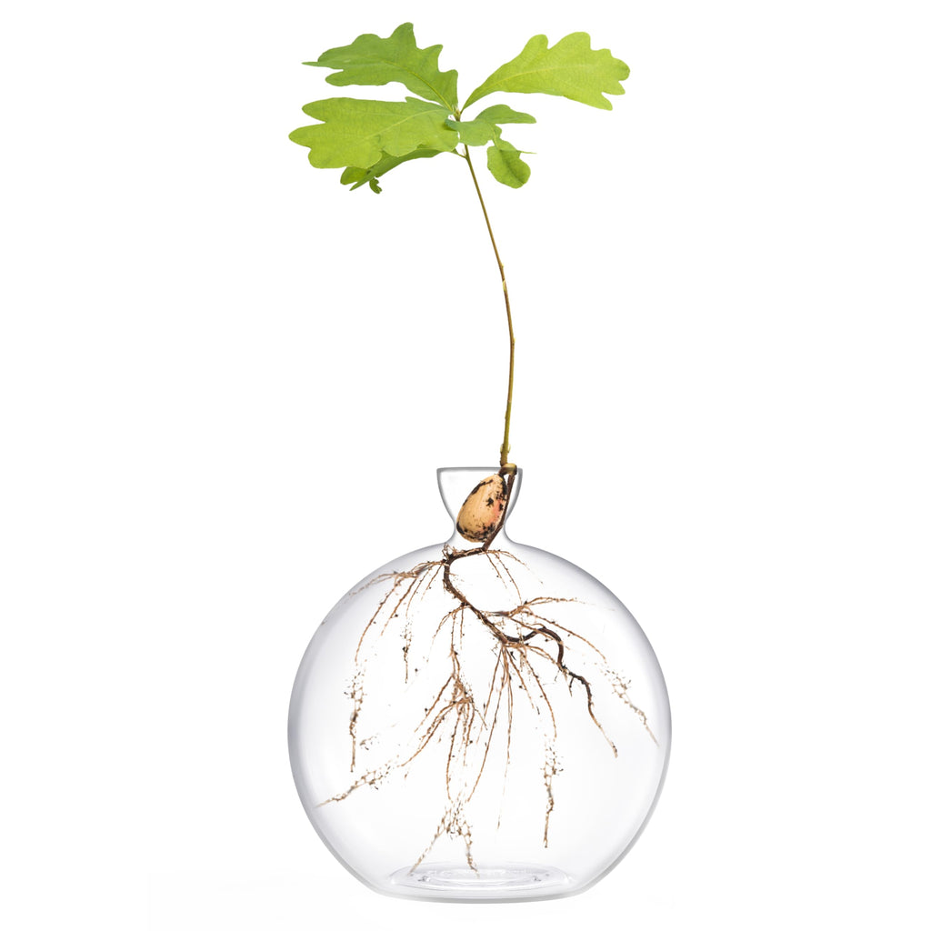 Vase for Acorn, Hand-Blown Clear Glass Vases for Acorns, Gift for Plant Lovers