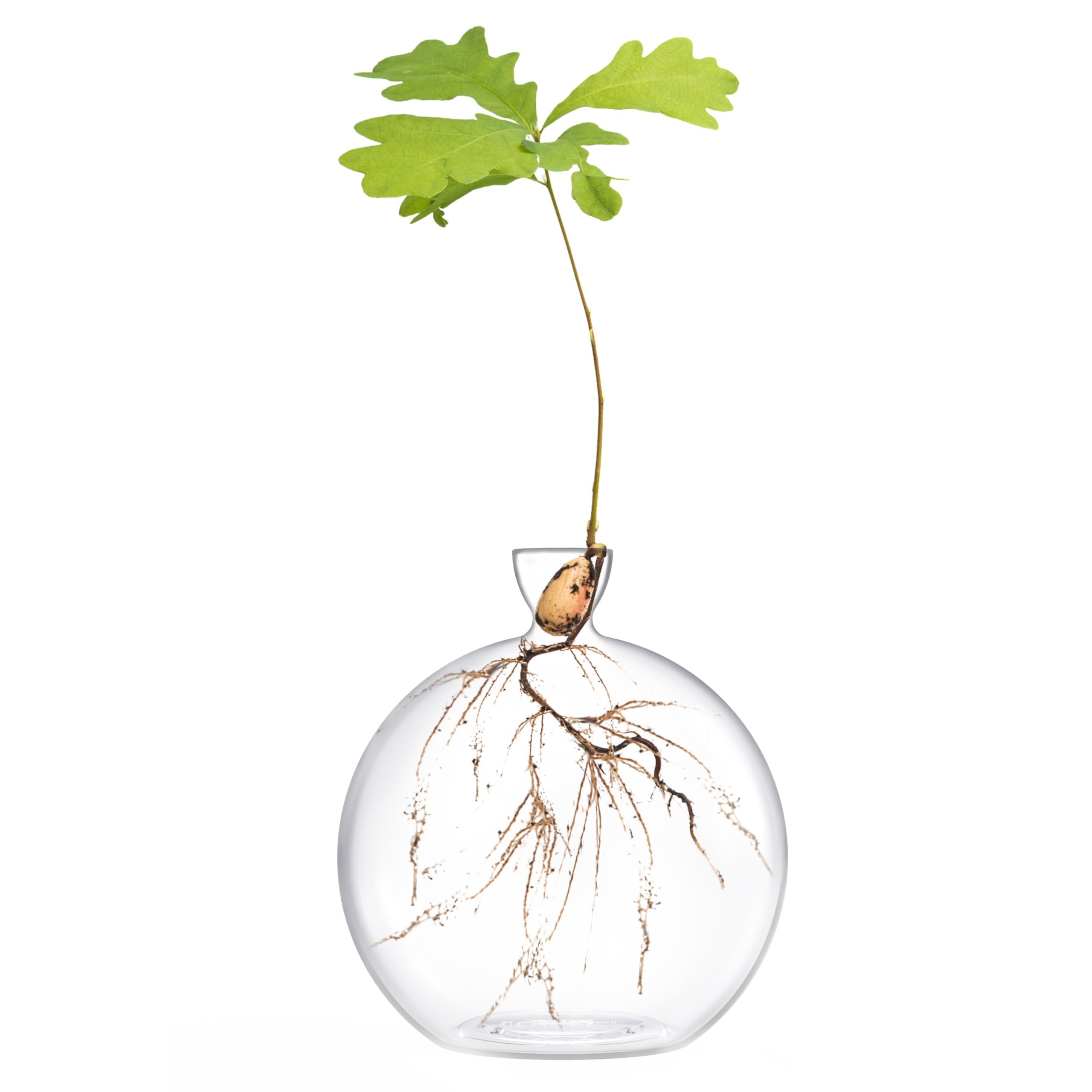 Vase for Acorn, Hand-Blown Clear Glass Vases for Acorns, Gift for Plant Lovers