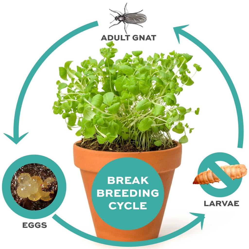 Fungus Gnat Control, Gnat Attack Tablets, Natural, Pesticide-Free Solution for Effective Fungus Gnat & Larvae Control.