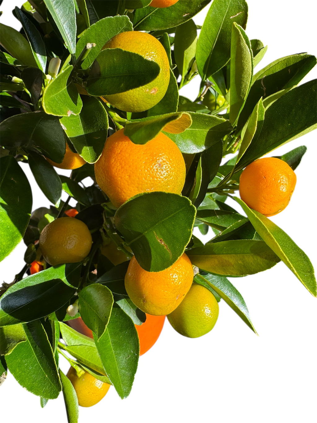 Calamondin Orange Tree – Fruiting Citrus Plant – £24.99