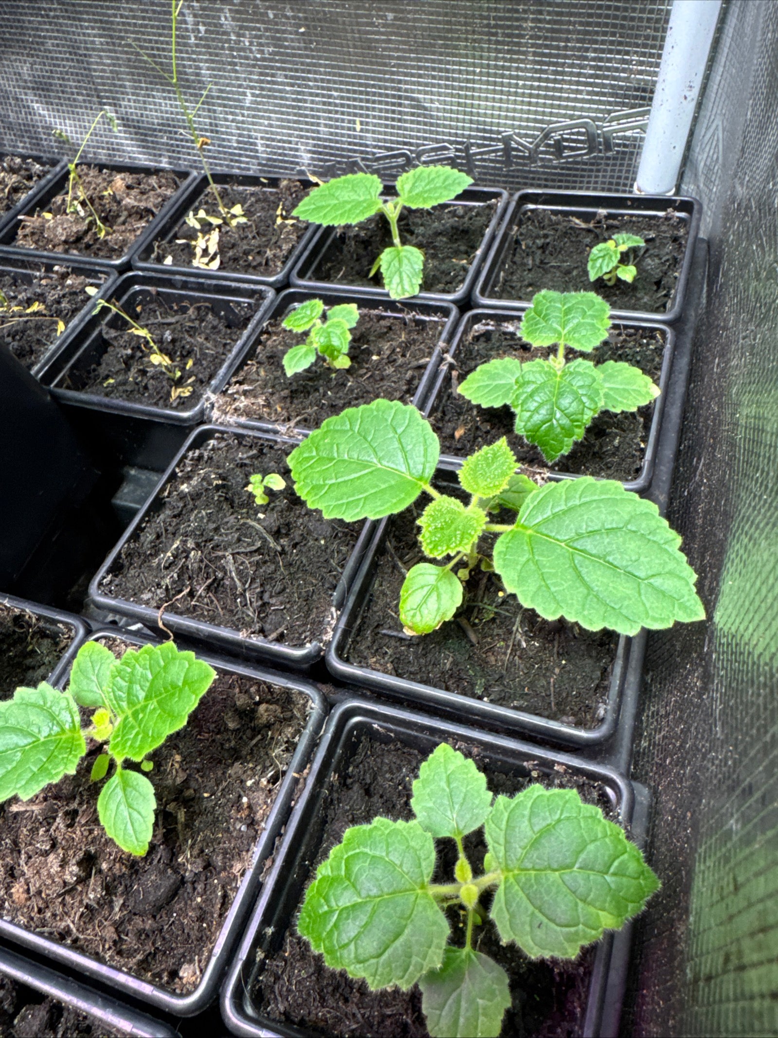 Paulownia empress tree seedling in 7cm pots approx. 3-5cm tall