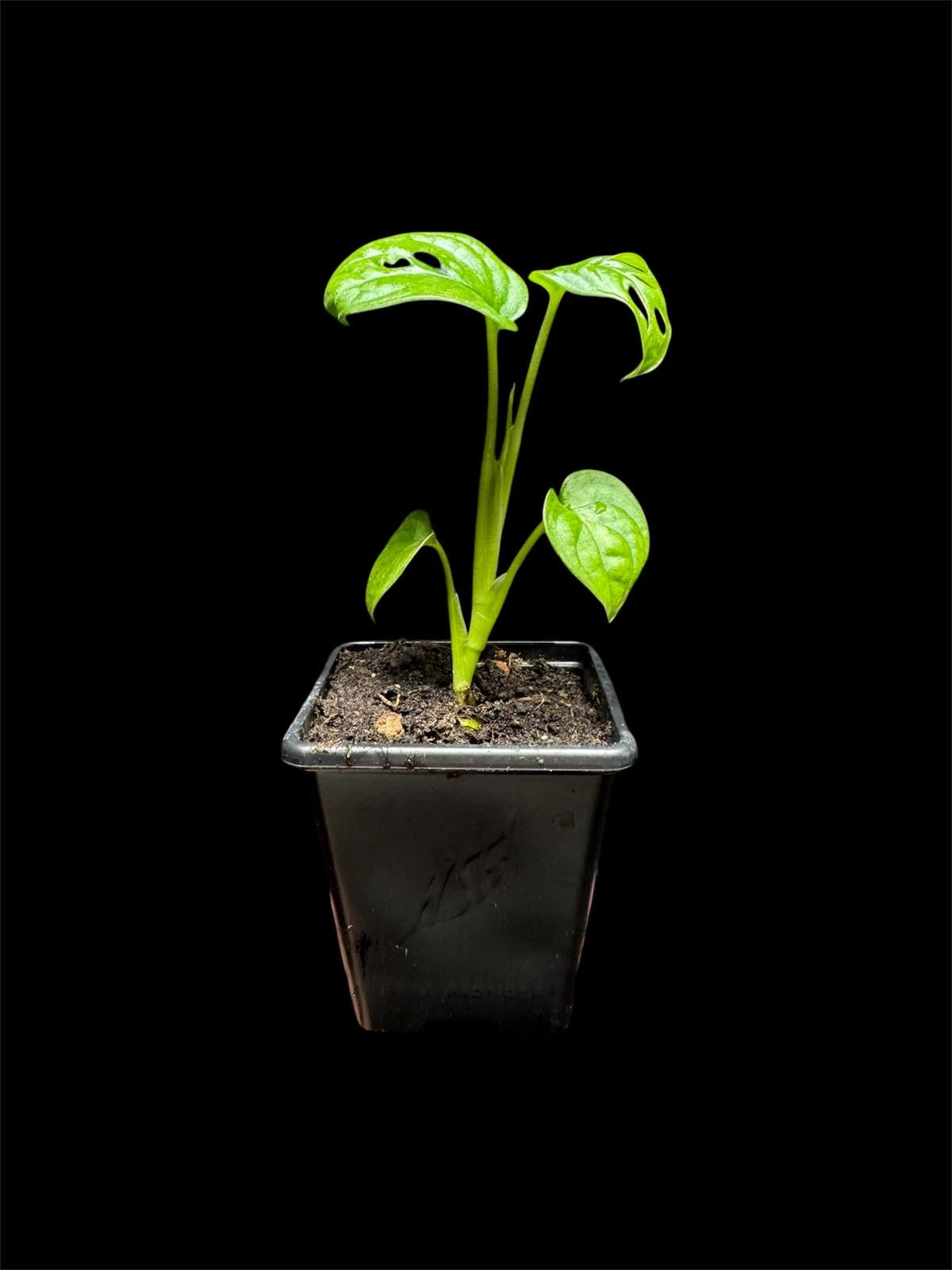 Monstera adansonii