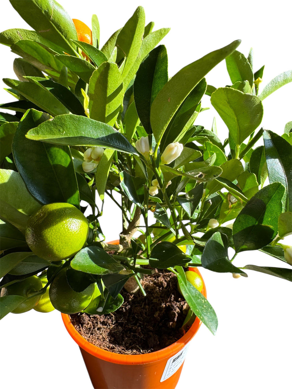 Calamondin Orange Tree – Fruiting Citrus Plant – £24.99