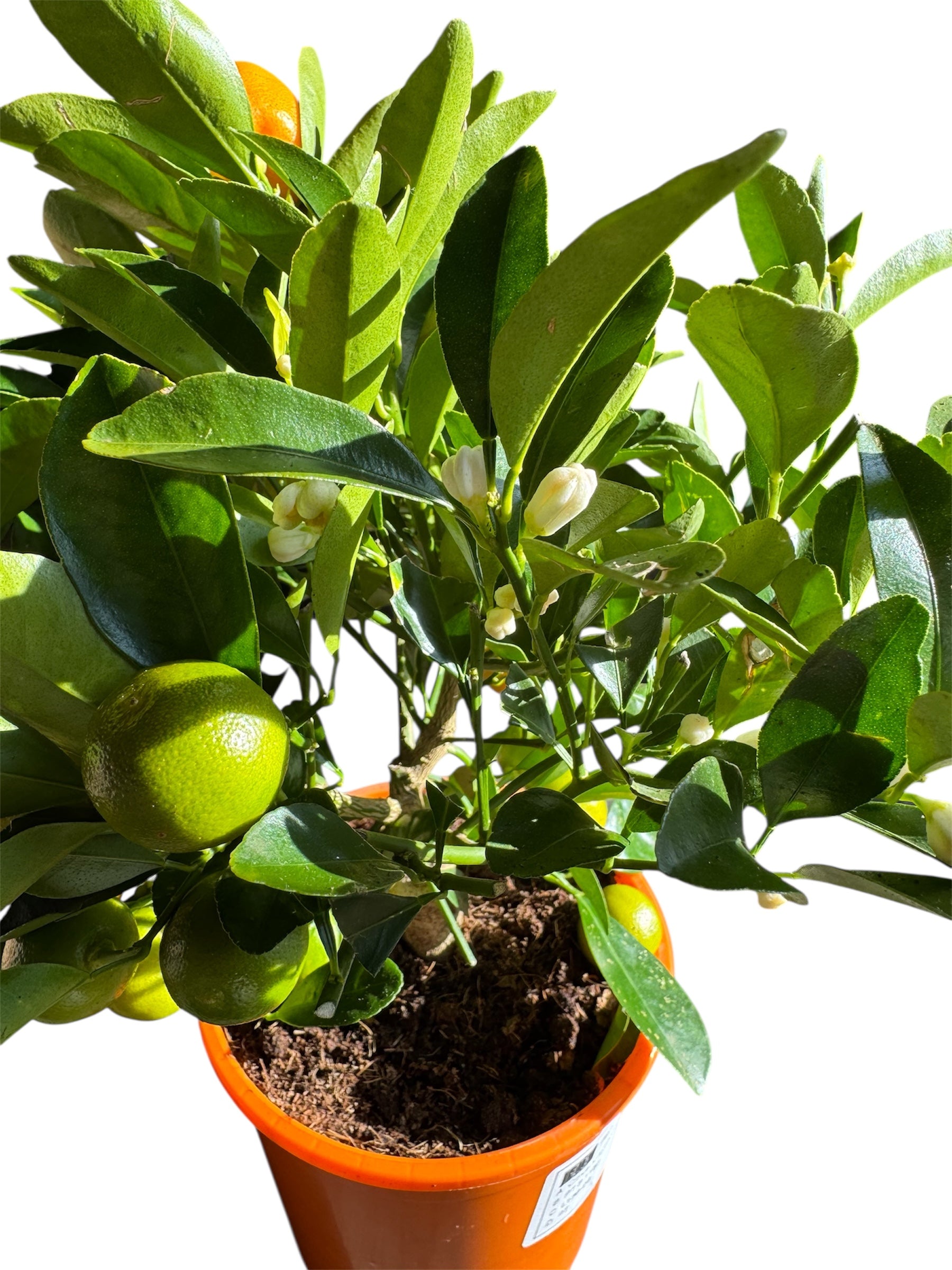 Calamondin Orange Tree – Fruiting Citrus Plant – £24.99
