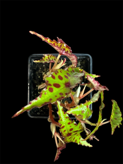 Begonia amphioxus