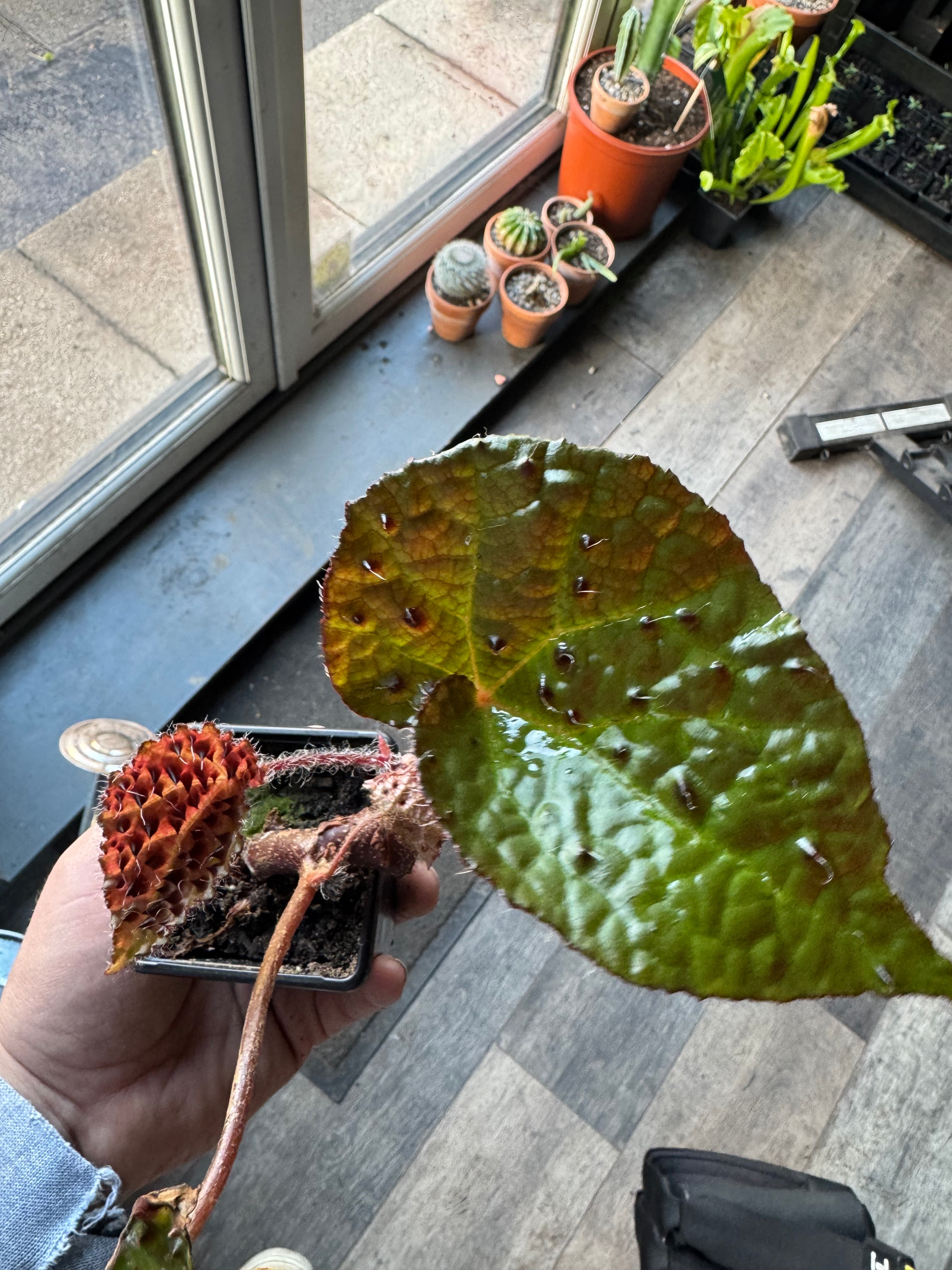 Begonia ‘Ferox’