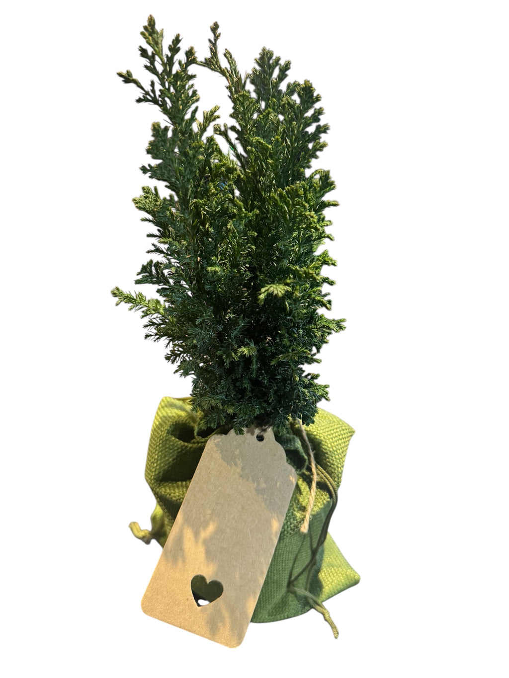 Style Your Own Bonsai – Young Juniper Tree (Flexible & Ready to Shape)