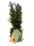 Style Your Own Bonsai – Young Juniper Tree (Flexible & Ready to Shape)