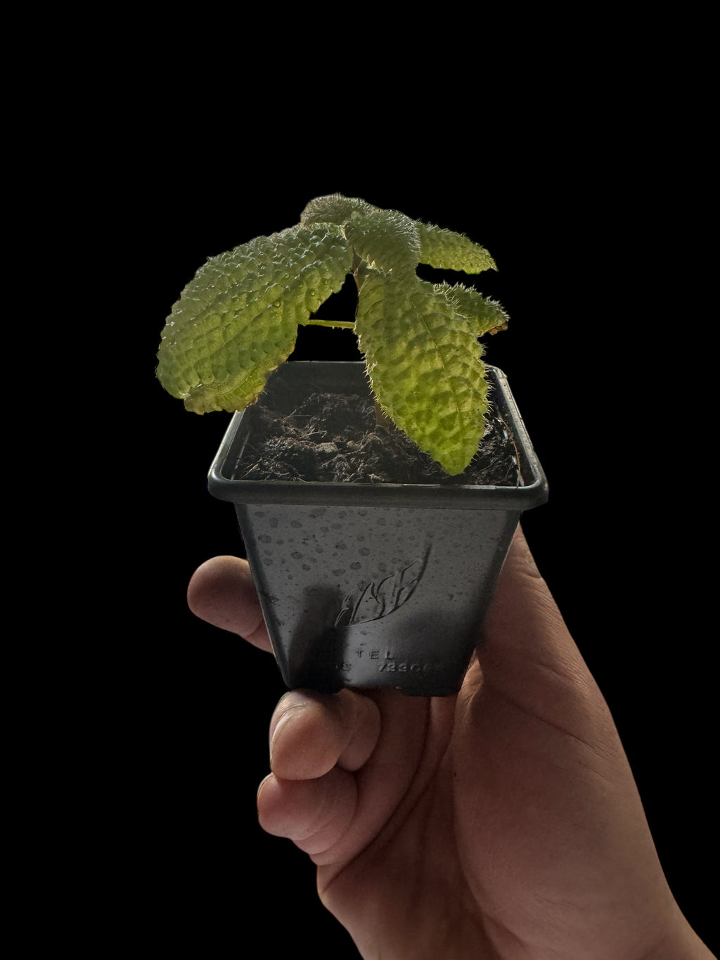 Pilea Mollis ‘Moon Valley Plant’