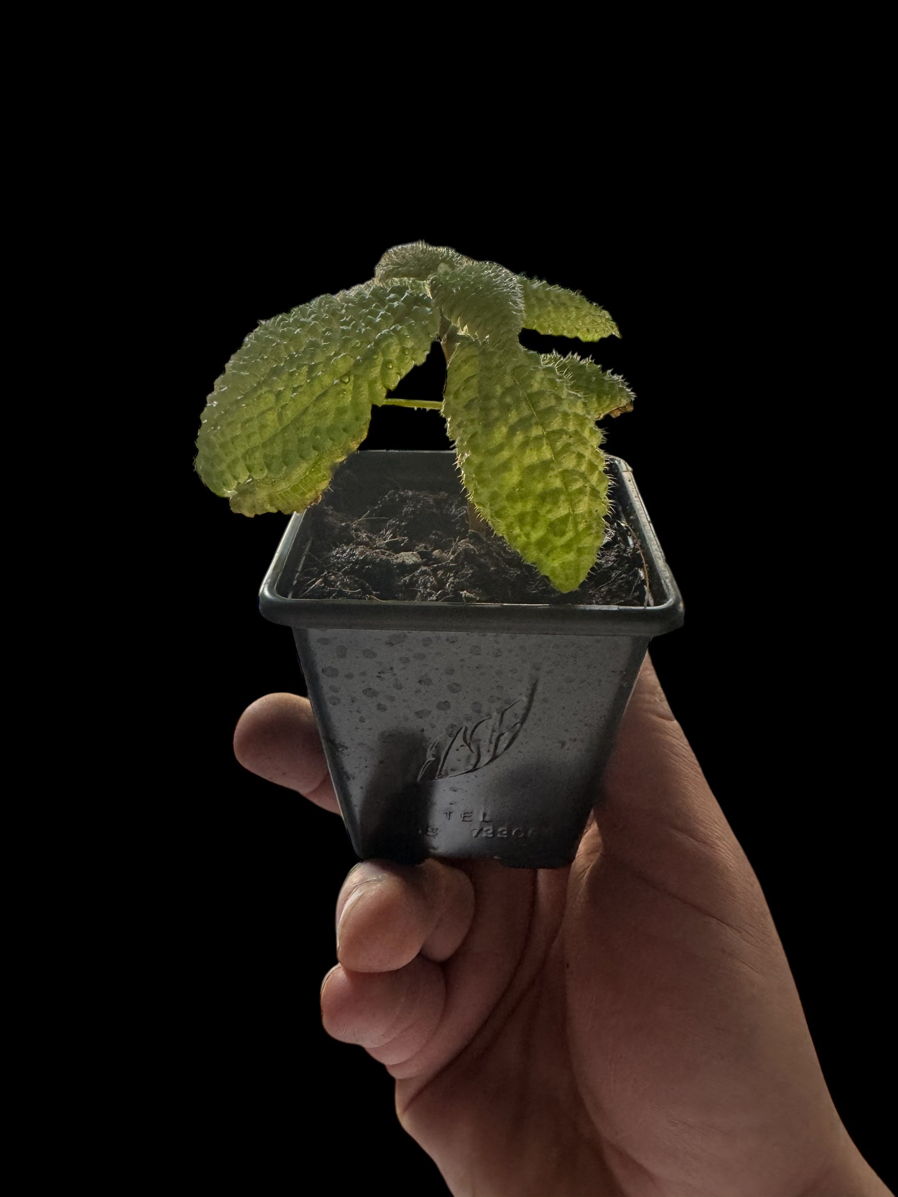 Pilea Mollis ‘Moon Valley Plant’