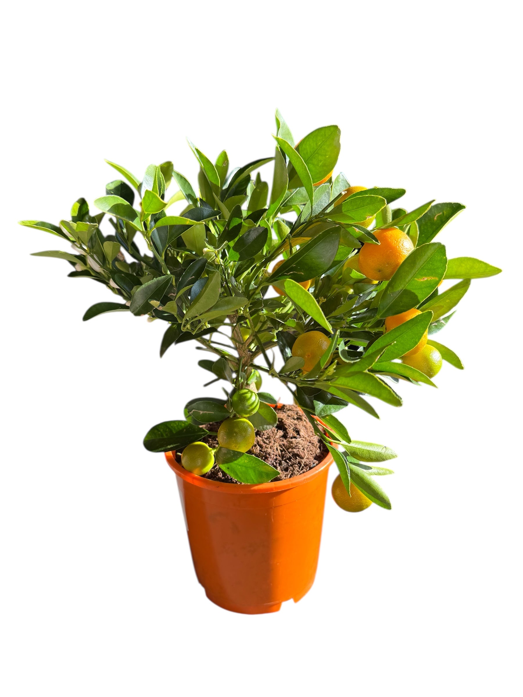 Calamondin Orange Tree – Fruiting Citrus Plant – £24.99