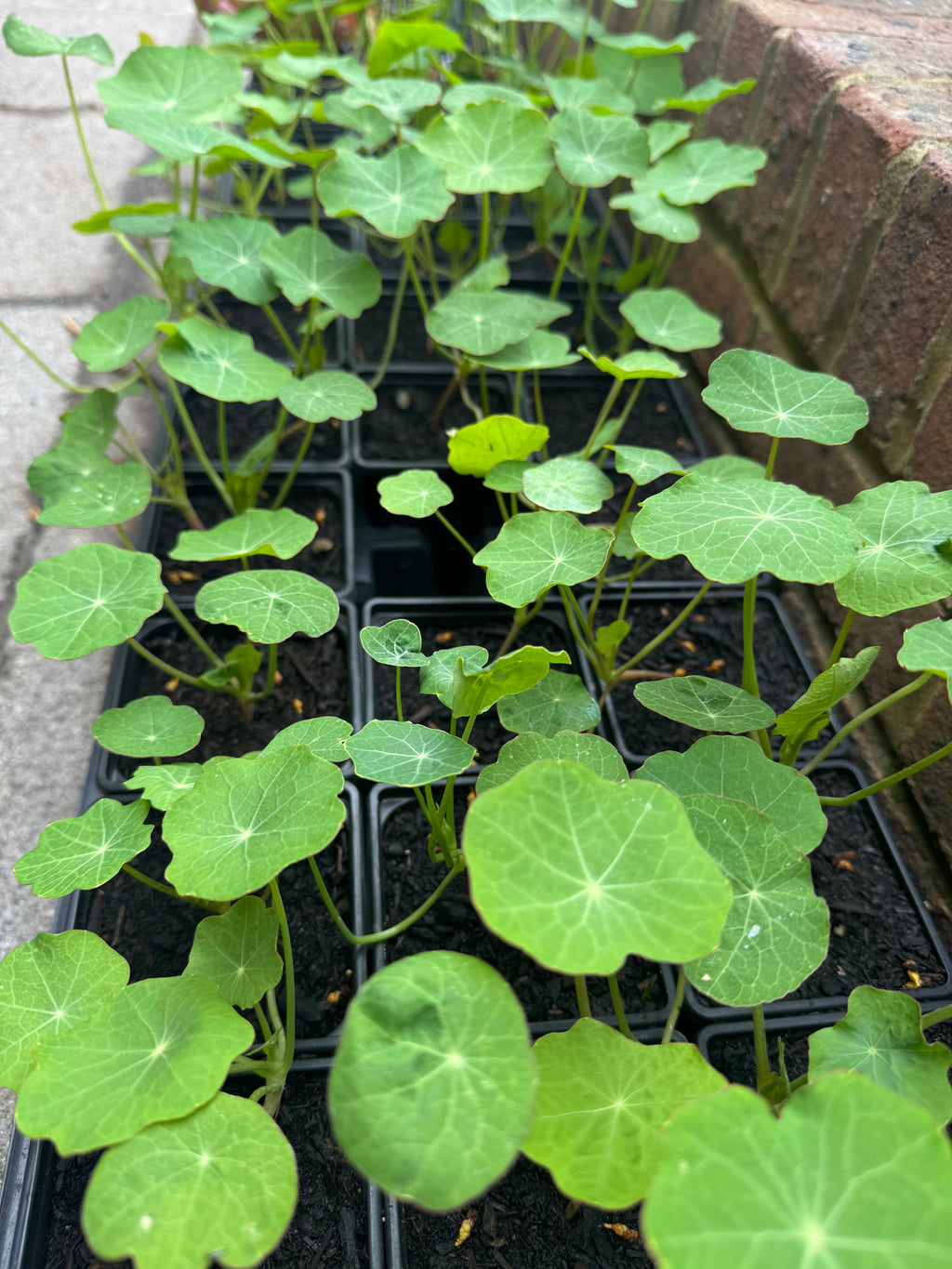 Nasturtium Plants (Edible Flowering Plant)