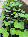 Nasturtium Plants (Edible Flowering Plant)
