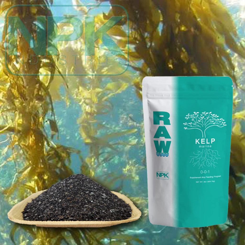 RAW Kelp 0.5 lb.