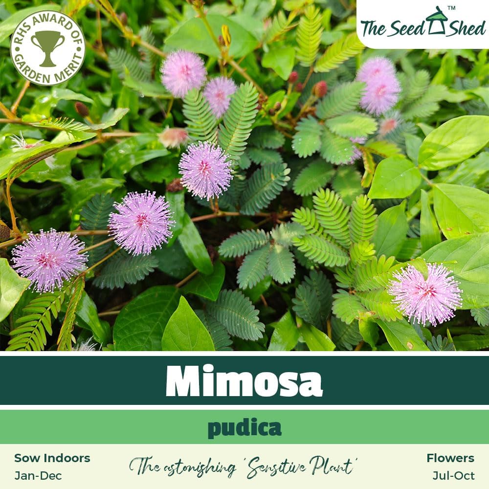 Mimosa Pudica Seeds – RHS Award of Garden Merit – The Astonishing Sensitive Plant – Indoor Perennial – for Your Beautiful Garden