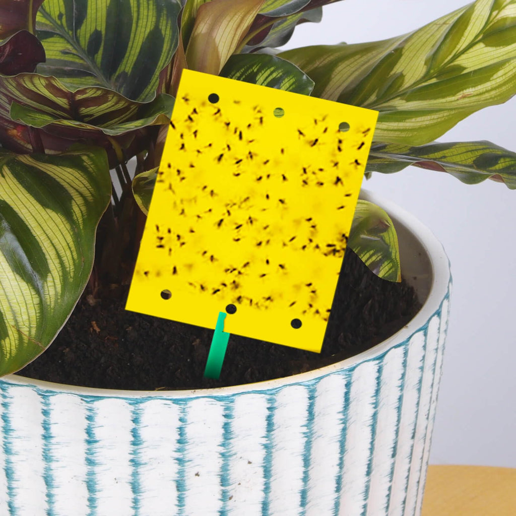 Blooven 30 PCS Fruit Fly Traps, Double-sided Fungus Gnat Sticky Catcher For Multiple Insects, Plant Fly Control Indoor (30 PCS Yellow)