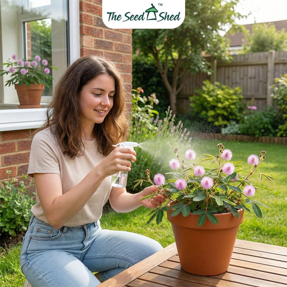 Mimosa Pudica Seeds – RHS Award of Garden Merit – The Astonishing Sensitive Plant – Indoor Perennial – for Your Beautiful Garden