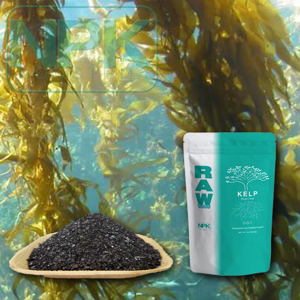 RAW Kelp 0.5 lb.