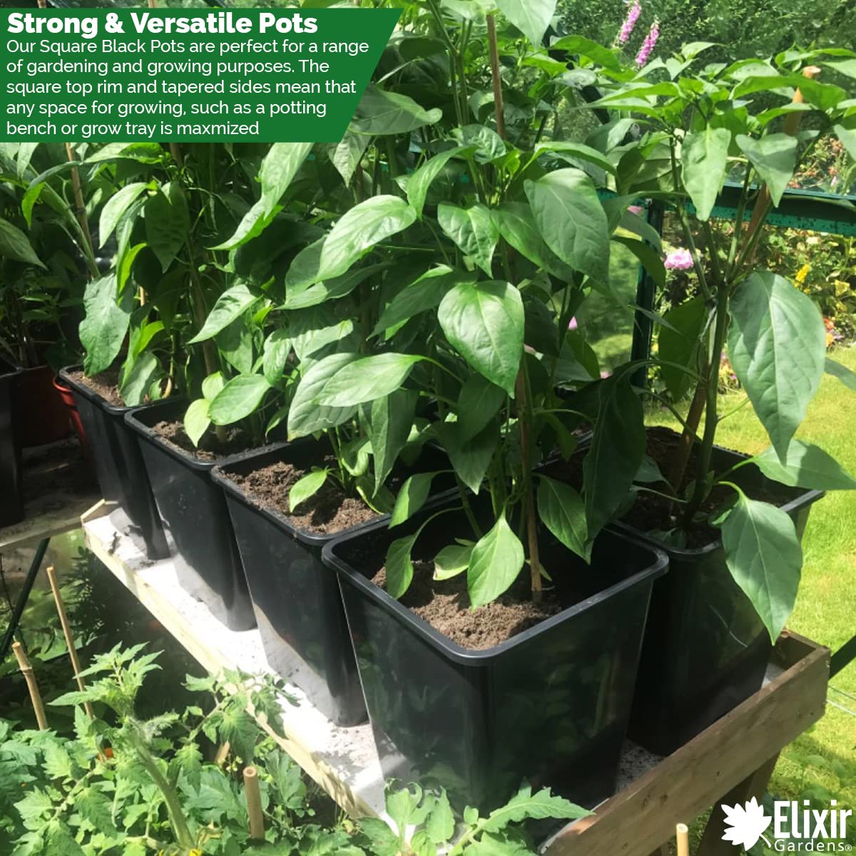 Elixir Gardens | Square Plant Pot Recycled Plastic Re-useable Plant Pots | 7cm, 1/4L / 9cm, 3/4L / 11cm, 1L Available | 11cm / 1L x 40