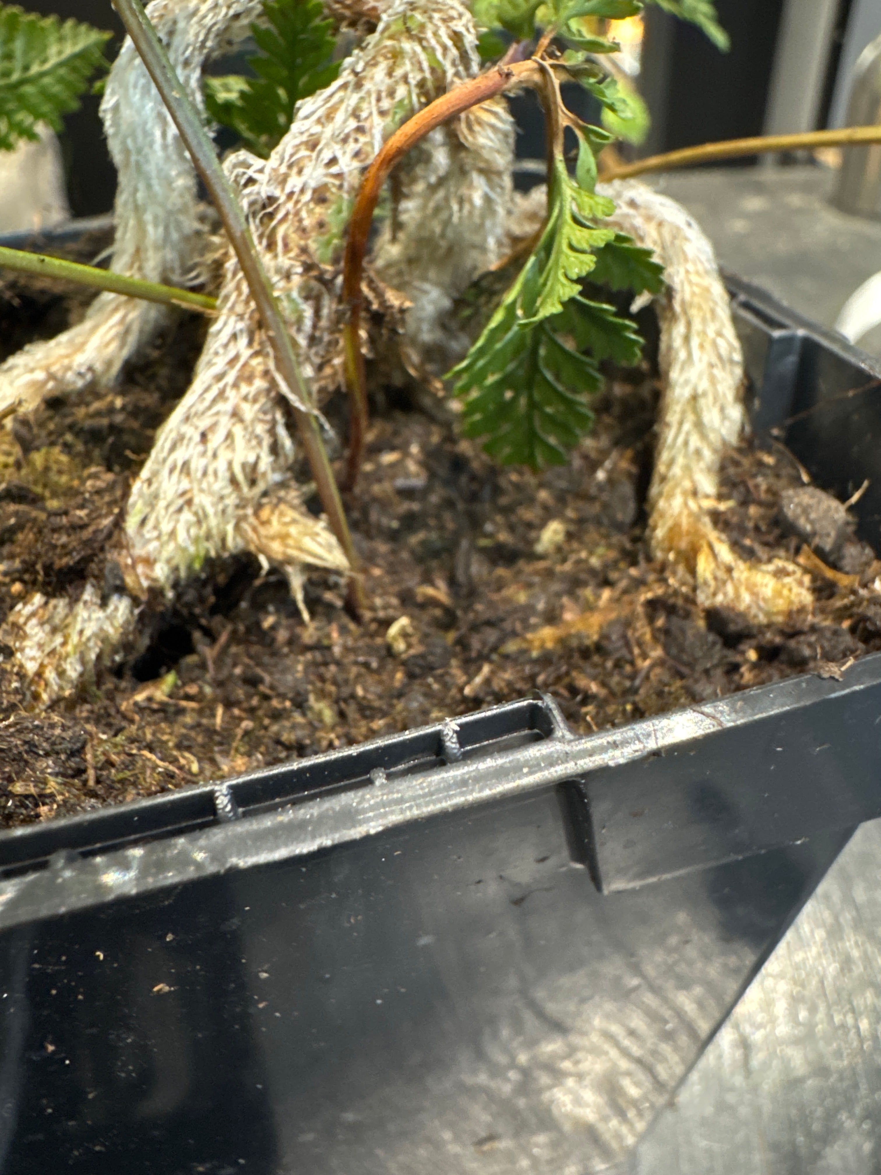 ‘Rabbits Foot’ Fern