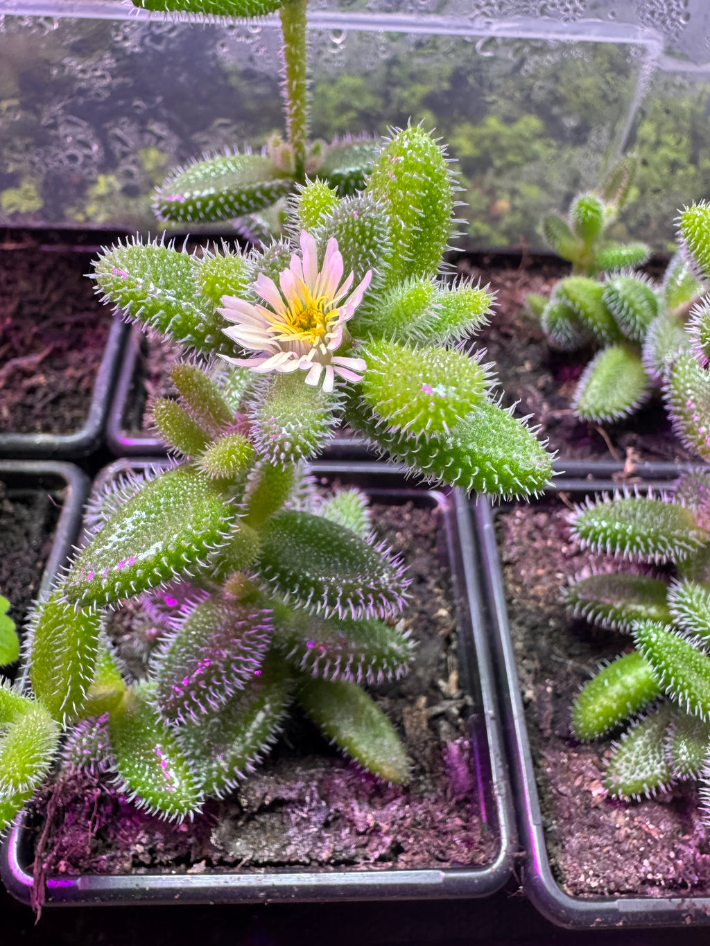 Pickle Plant Succulent Delosperma Echinatum Indoor House Plant in 7cm Pot Rare Fuzzy Plant