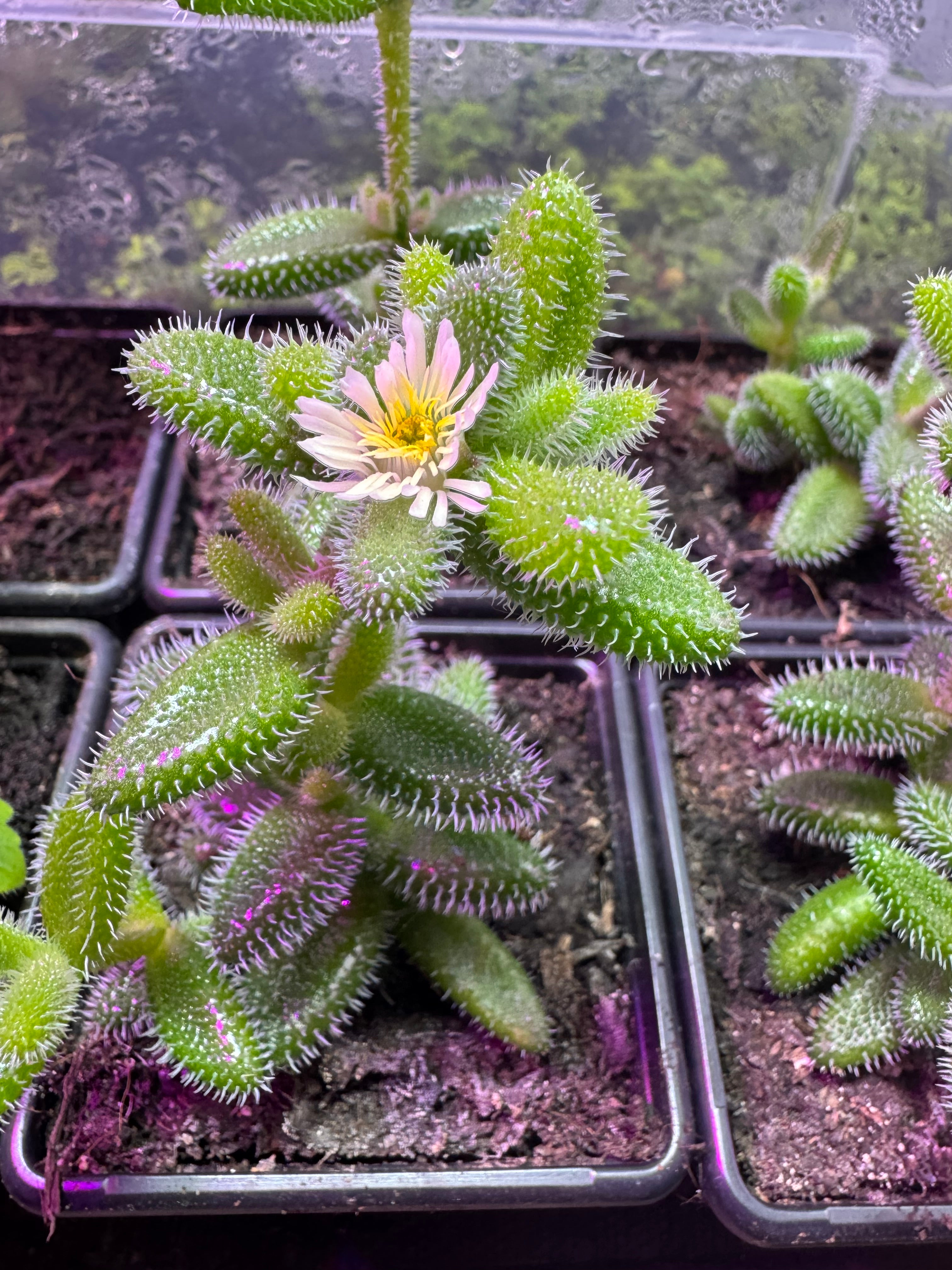 Pickle Plant Succulent Delosperma Echinatum Indoor House Plant in 7cm Pot Rare Fuzzy Plant