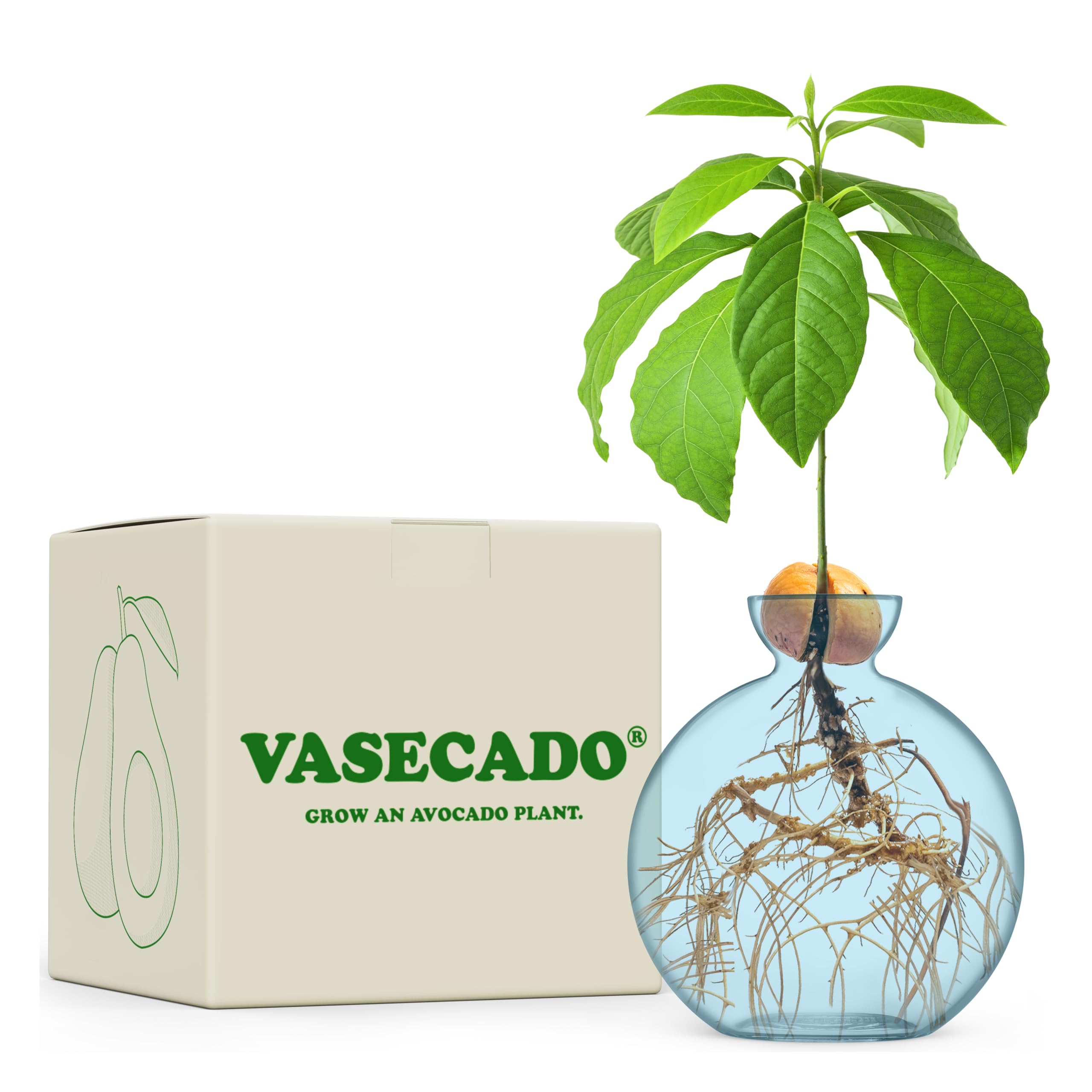 Vase for Acorn, Hand-Blown Clear Glass Vases for Acorns, Gift for Plant Lovers
