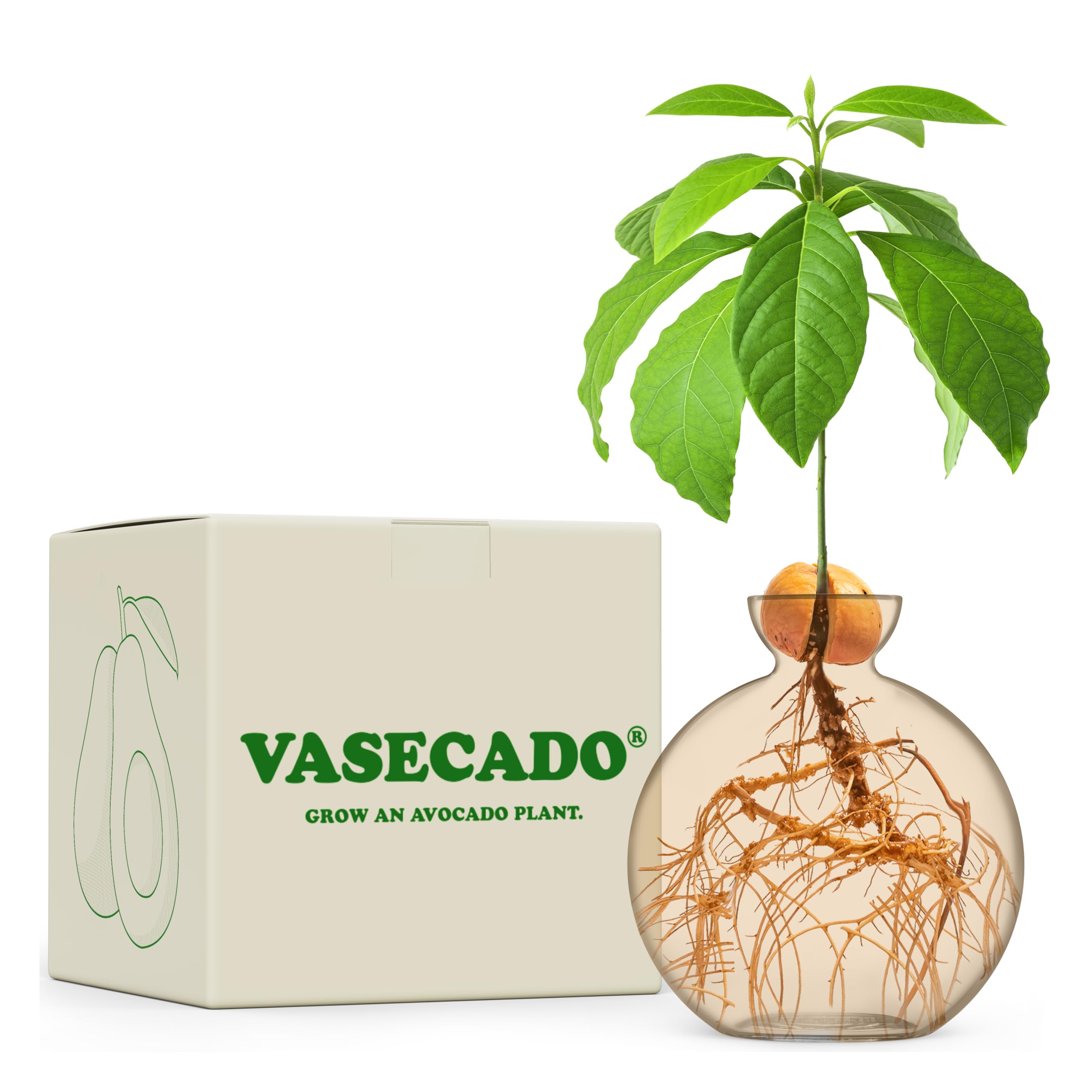Vase for Acorn, Hand-Blown Clear Glass Vases for Acorns, Gift for Plant Lovers