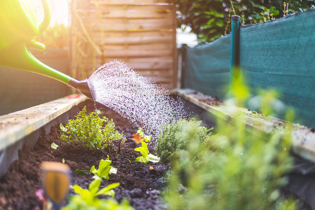Bone Meal for Plants, 1Kg Bucket, Multi-Purpose Plant Food Fertiliser, Organic All Purpose Garden Plant Fertiliser