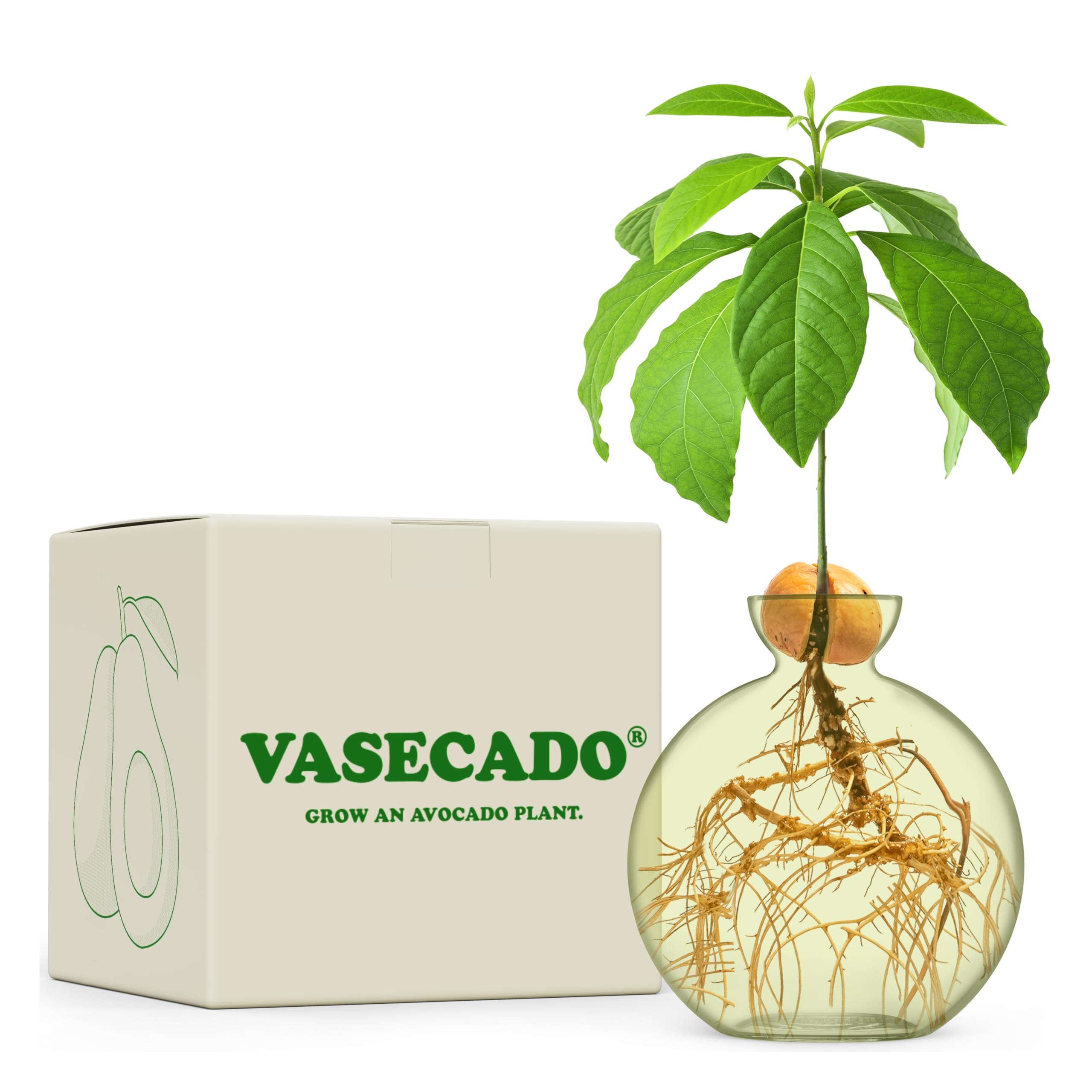Vase for Acorn, Hand-Blown Clear Glass Vases for Acorns, Gift for Plant Lovers