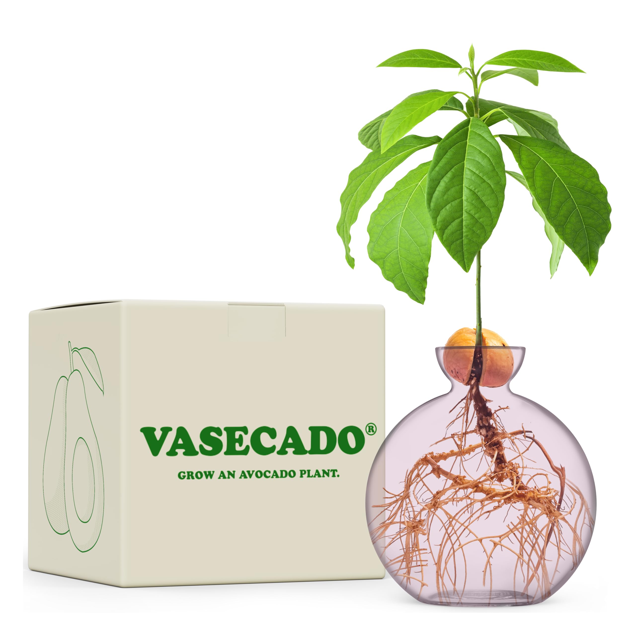 Vase for Acorn, Hand-Blown Clear Glass Vases for Acorns, Gift for Plant Lovers