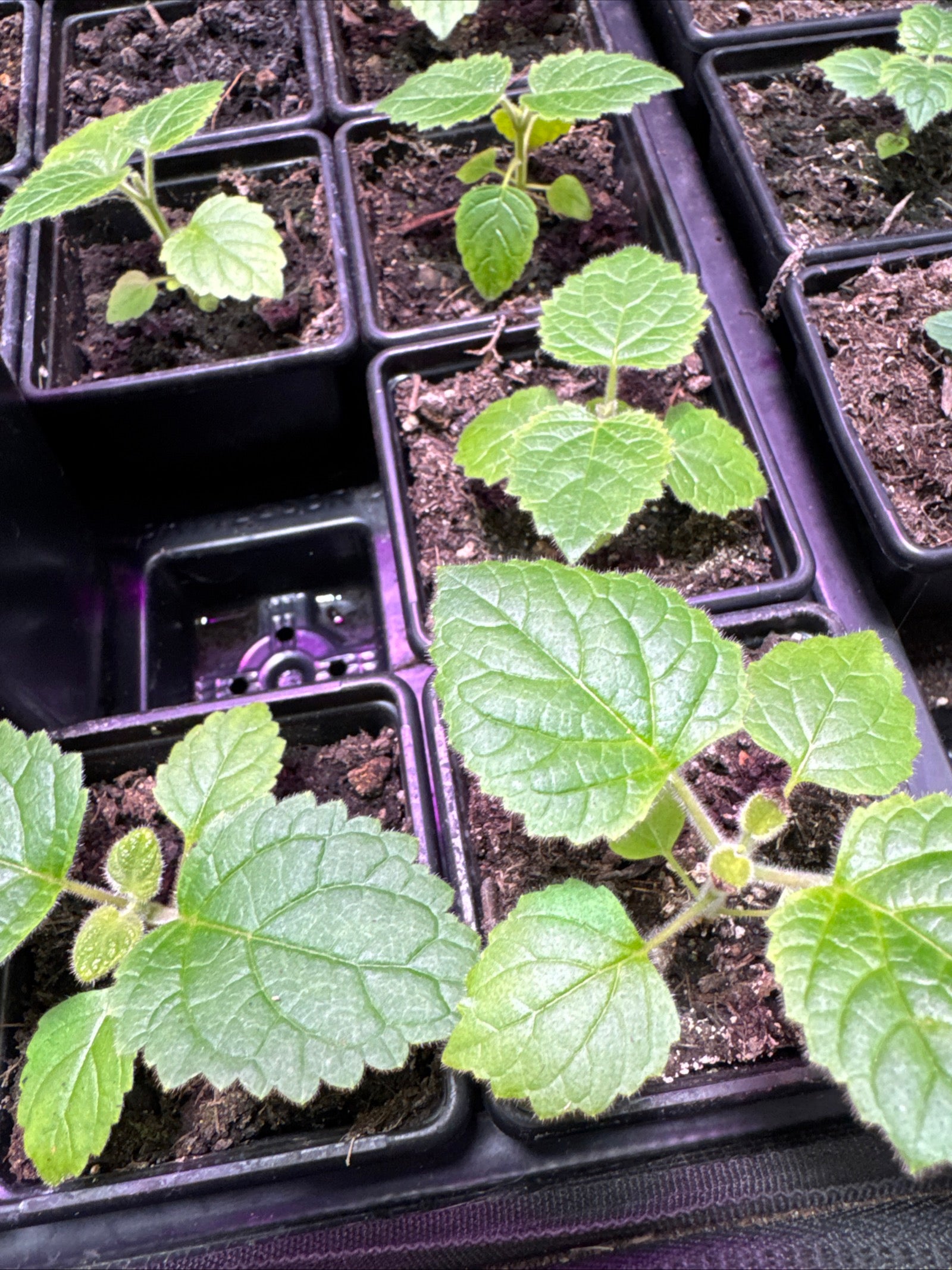 Paulownia empress tree seedling in 7cm pots approx. 3-5cm tall