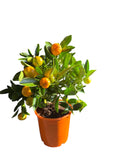 Calamondin Orange Tree – Fruiting Citrus Plant – £24.99
