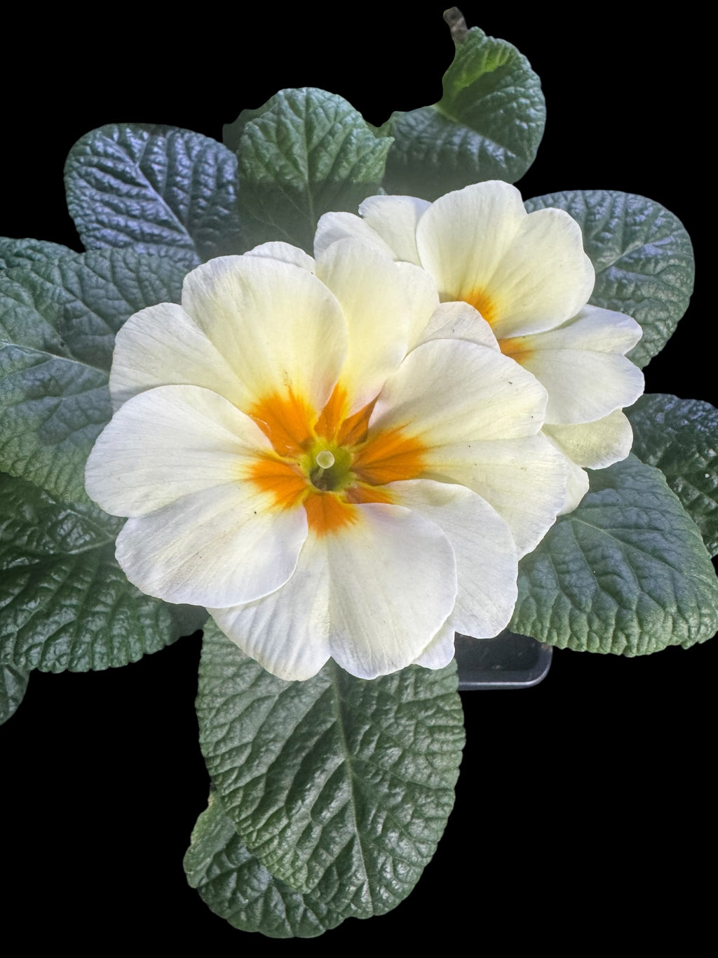 Primrose ‘Everlasting Yellow’