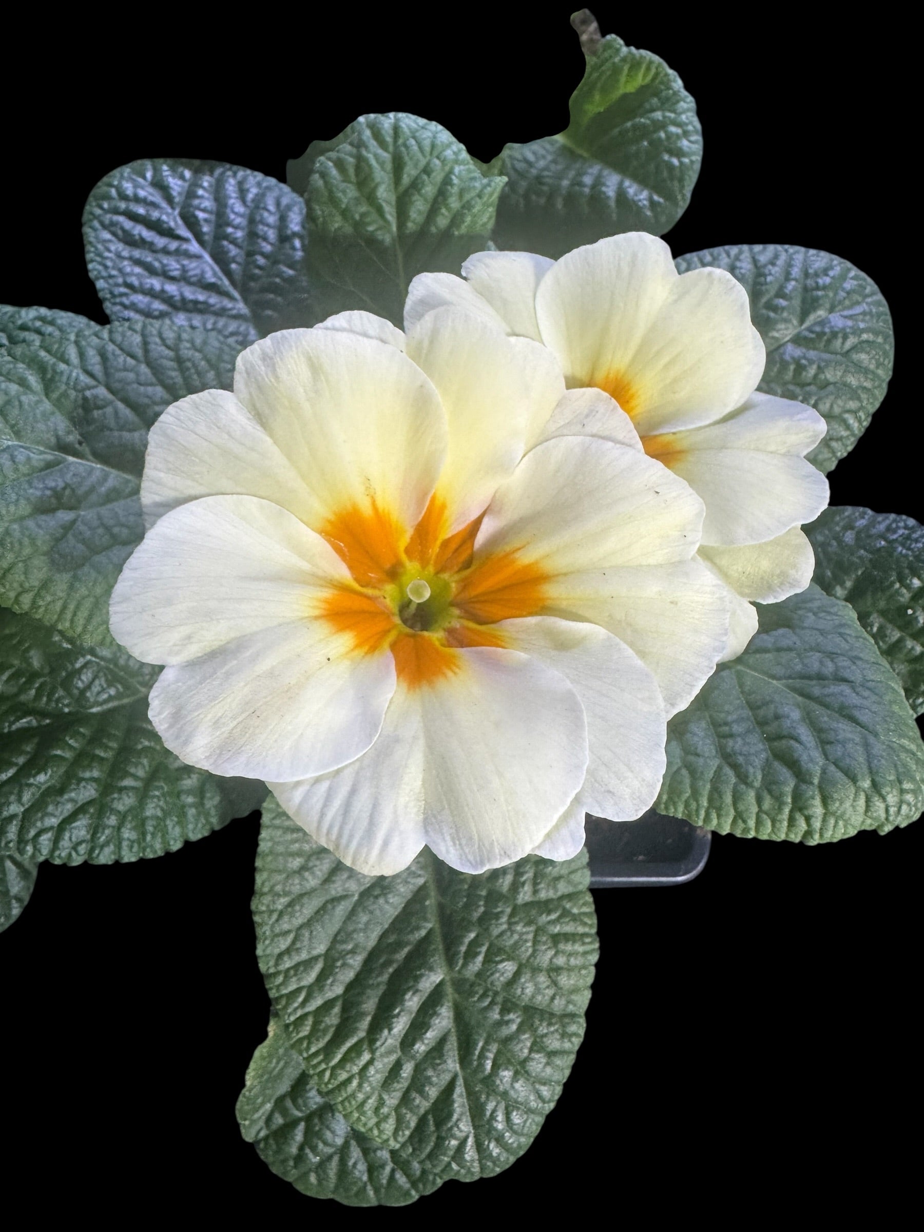 Primrose ‘Everlasting Yellow’