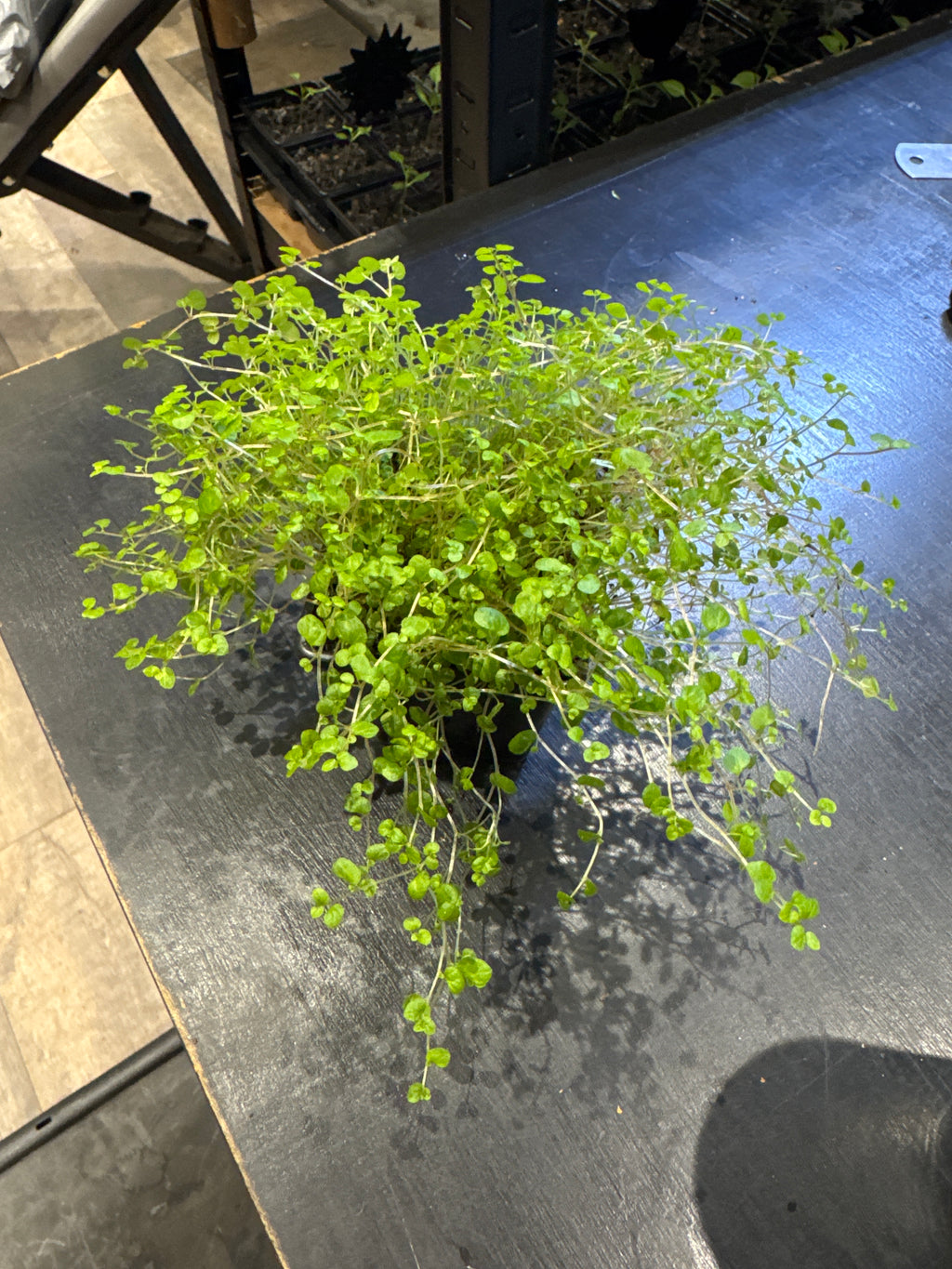 Soleirolia Soleirolii ‘Baby’s Tears’