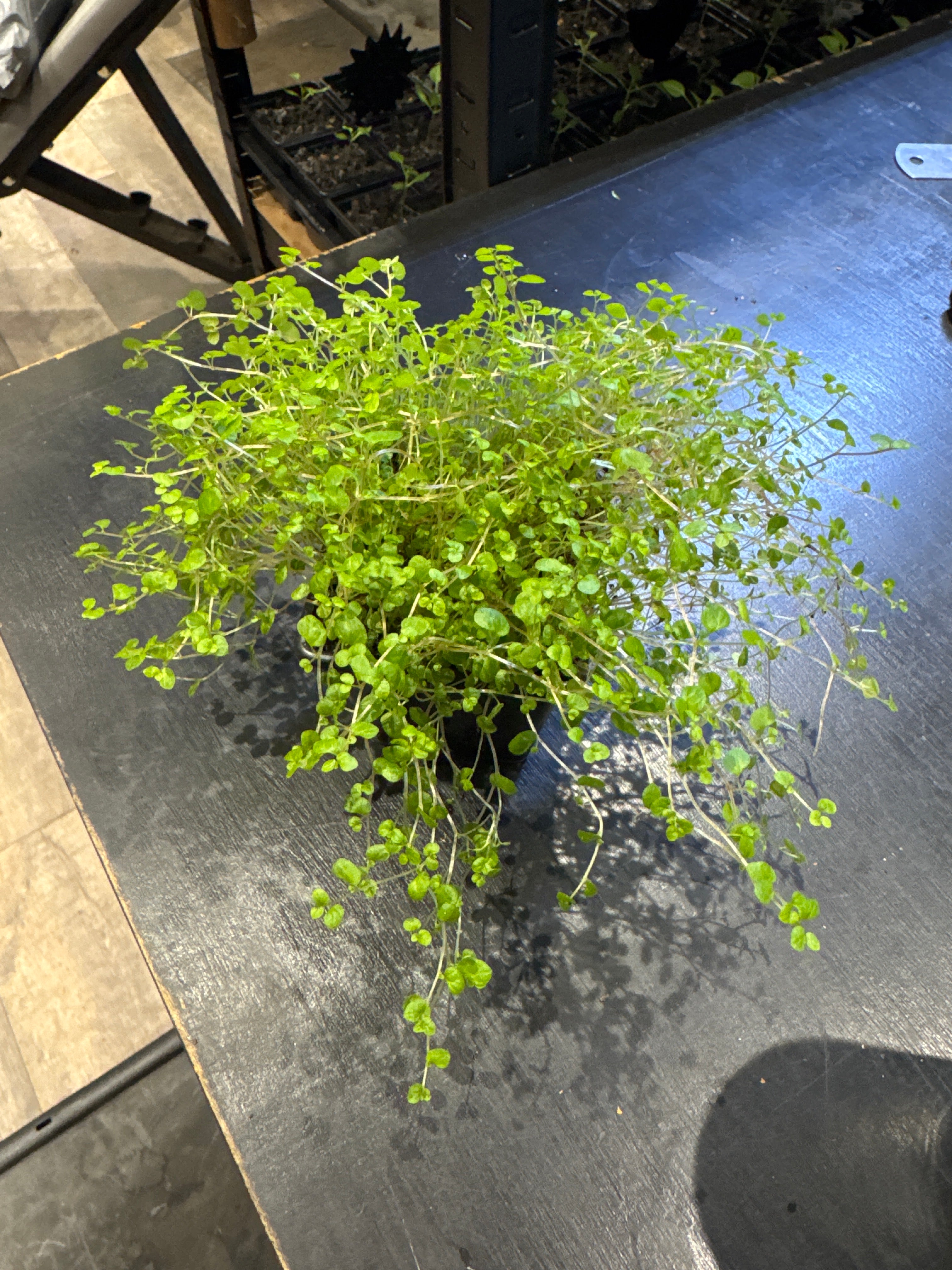 Soleirolia Soleirolii ‘Baby’s Tears’