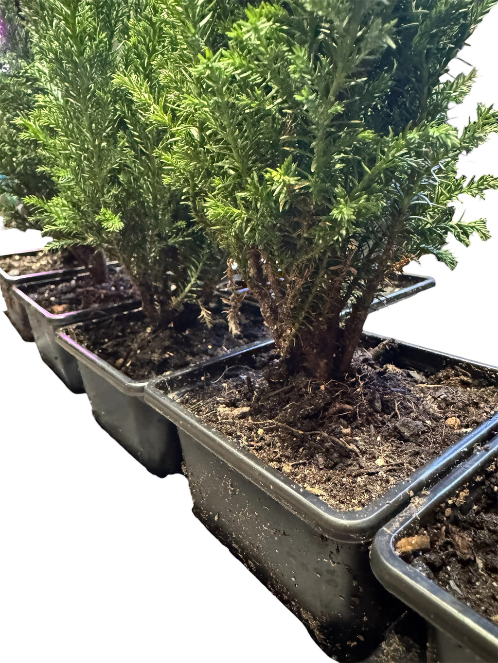 Style Your Own Bonsai – Young Juniper Tree (Flexible & Ready to Shape)