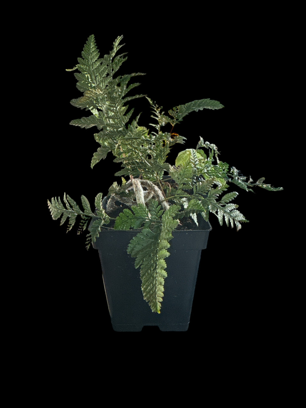 ‘Rabbits Foot’ Fern