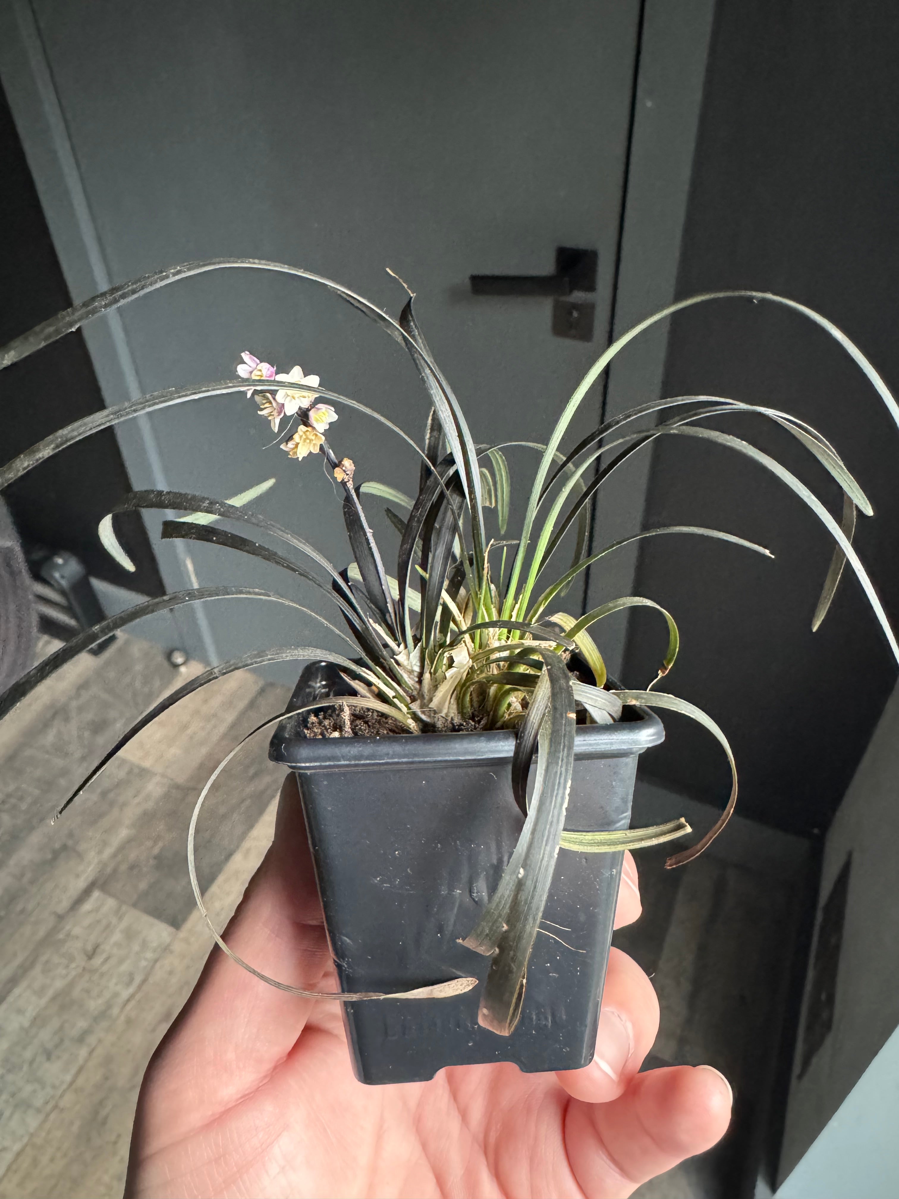 Ophiopogon planiscapus ‘Nigrescens’, commonly known as Black Mondo Grass, is a compact evergreen ornamental grass with dramatic deep purple-black foliage