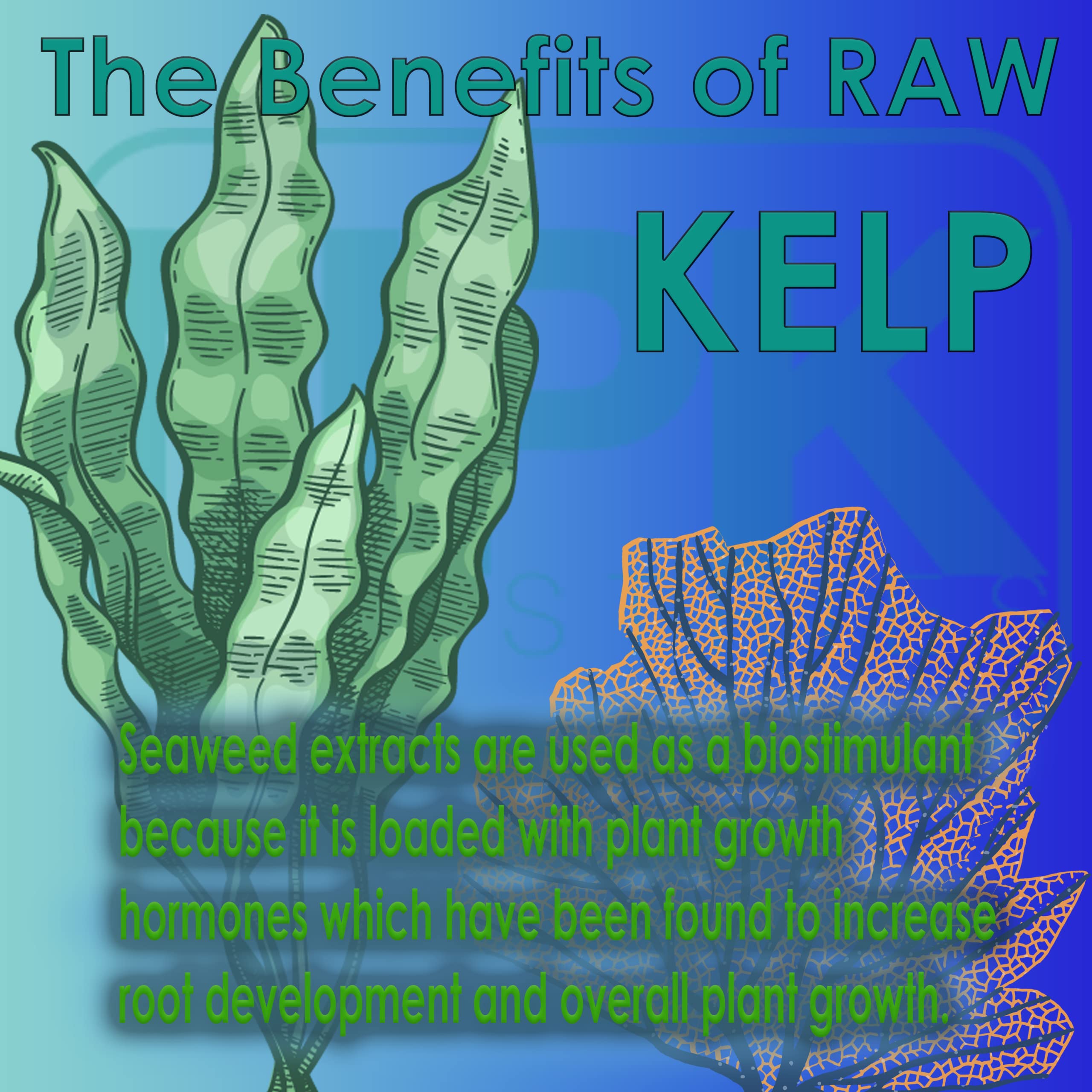 RAW Kelp 0.5 lb.