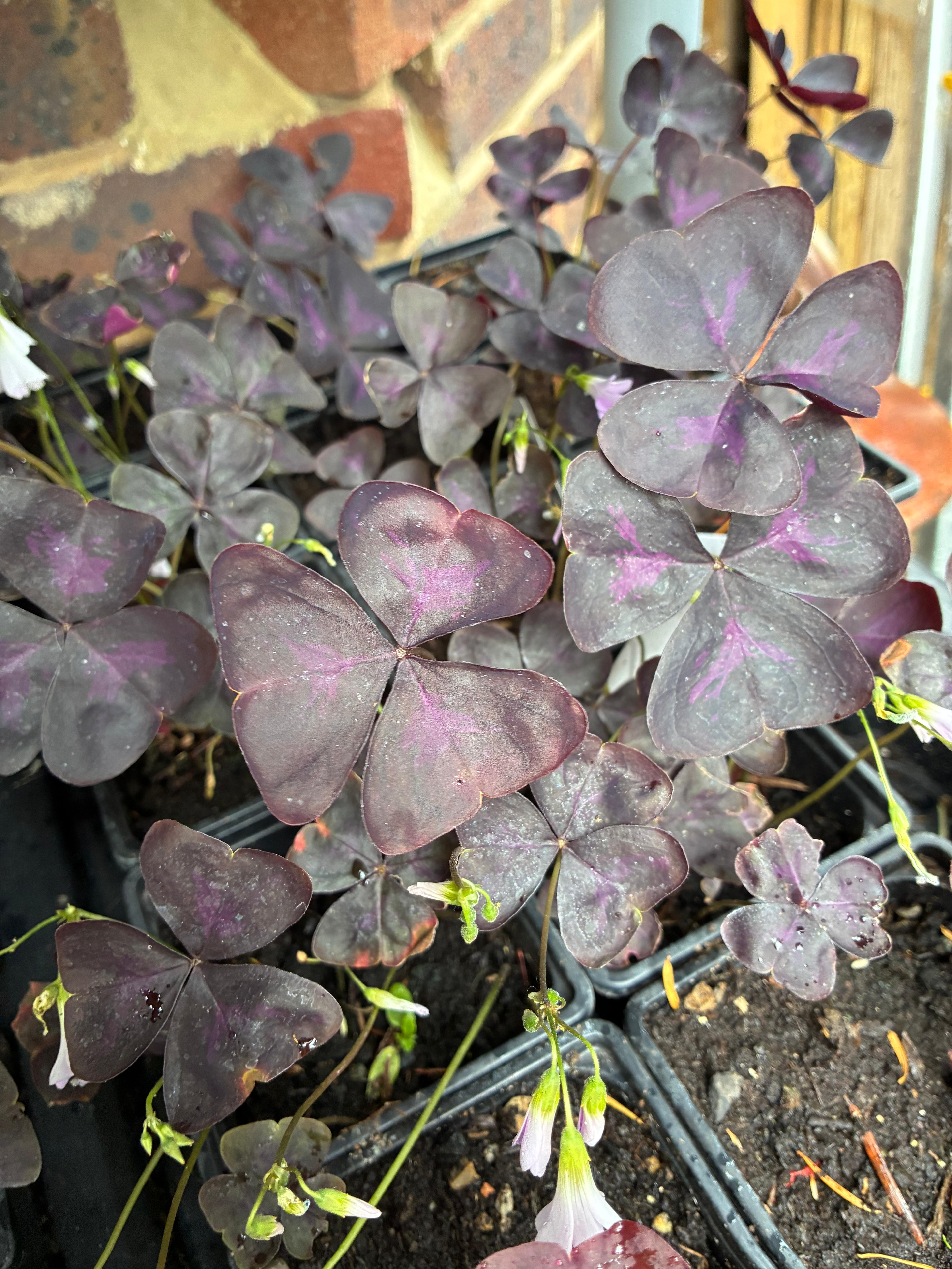 Purple Shamrock (Oxalis triangularis)